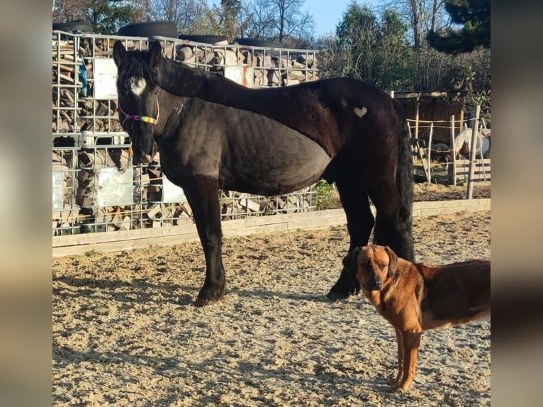 Nórico Mestizo Caballo castrado 6 años 165 cm Negro in Petersberg OT Sennewitz