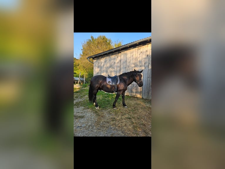 Nórico Caballo castrado 6 años 165 cm Negro in Schönberg