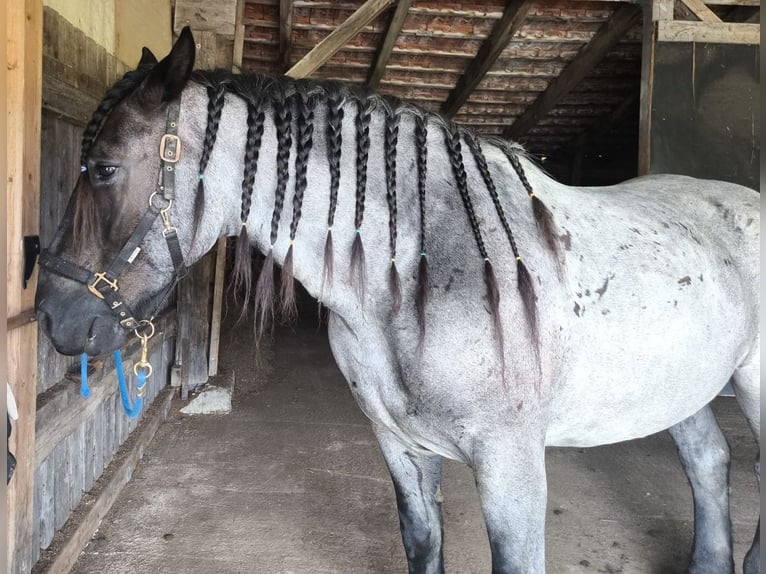 Nórico Caballo castrado 6 años 165 cm Tordillo negro in Markt Indersdorf