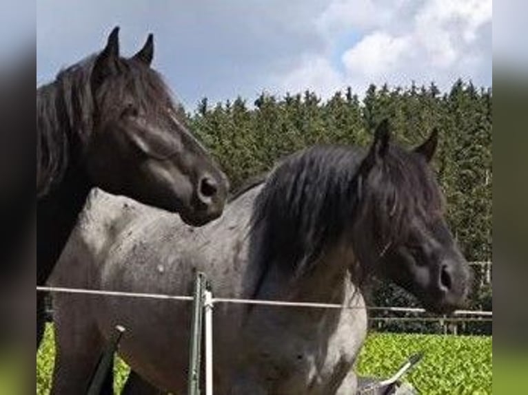 Nórico Caballo castrado 6 años 165 cm Tordillo negro in Markt Indersdorf