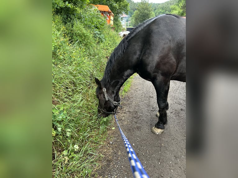 Nórico Caballo castrado 6 años 167 cm Negro in Viechtach