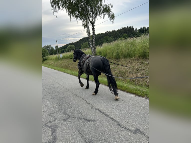 Nórico Caballo castrado 6 años 167 cm Negro in Viechtach