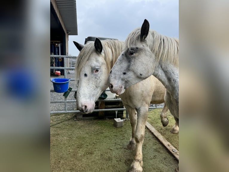 Nórico Caballo castrado 6 años 170 cm Atigrado/Moteado in Olmscheid