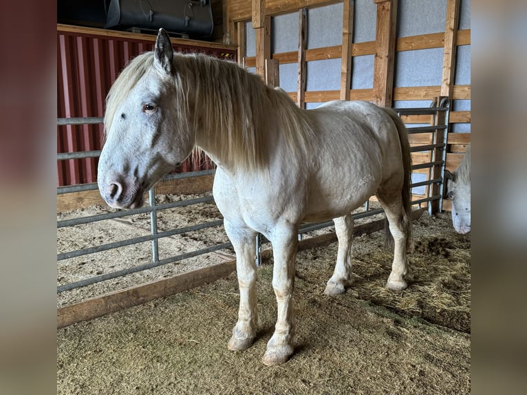 Nórico Caballo castrado 6 años 170 cm Atigrado/Moteado in Olmscheid