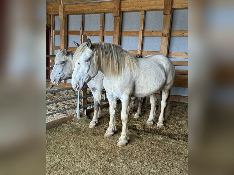 Nórico Caballo castrado 6 años 170 cm Atigrado/Moteado in Olmscheid