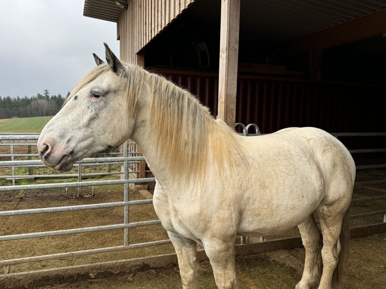 Nórico Caballo castrado 6 años 170 cm Atigrado/Moteado in Olmscheid