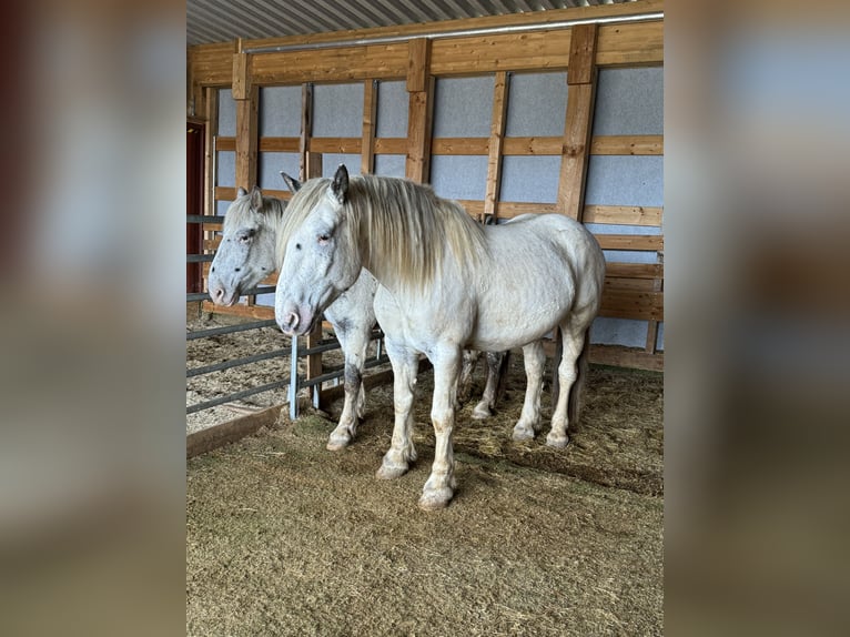 Nórico Caballo castrado 6 años 170 cm Atigrado/Moteado in Olmscheid