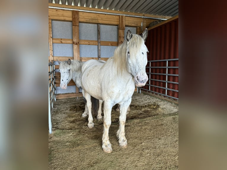 Nórico Caballo castrado 6 años 170 cm Atigrado/Moteado in Olmscheid