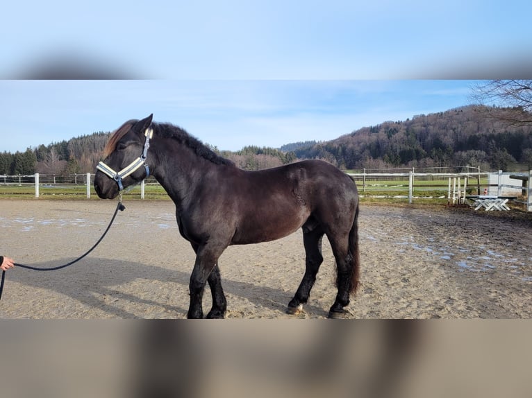 Nórico Caballo castrado 6 años 170 cm Negro in Neumarkt