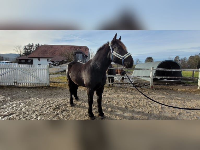 Nórico Caballo castrado 6 años 170 cm Negro in Neumarkt