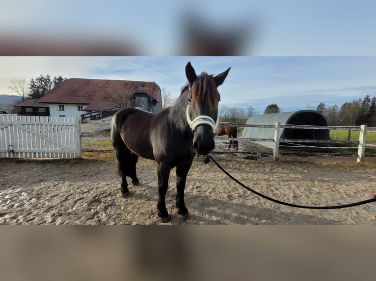 Nórico Caballo castrado 6 años 170 cm Negro in Neumarkt