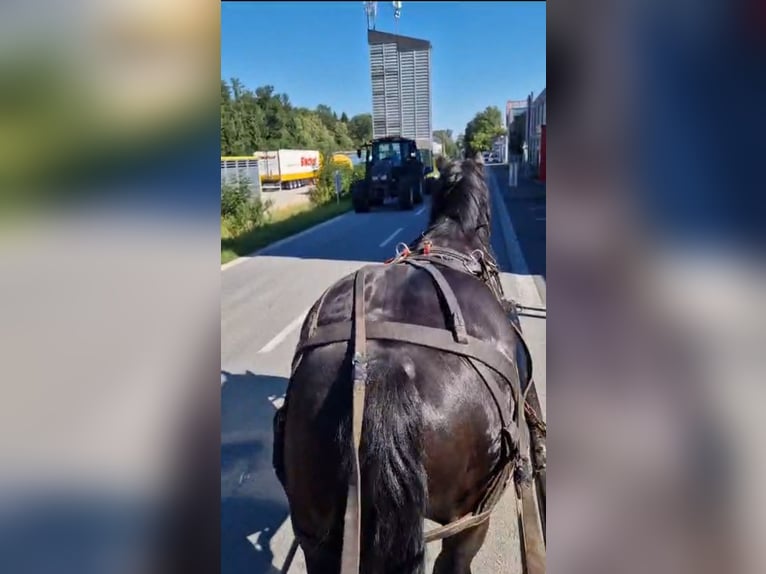 Nórico Caballo castrado 6 años 172 cm Negro in Obertilliach