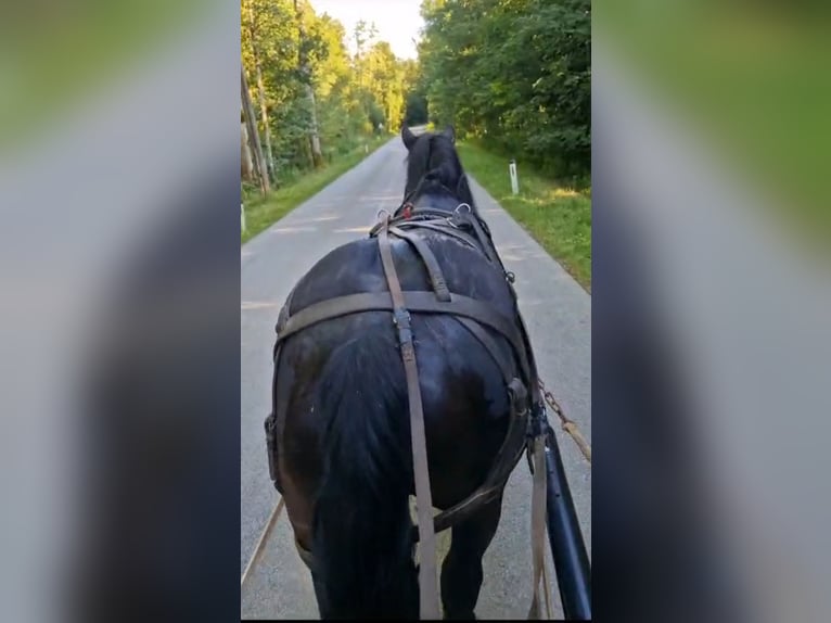 Nórico Caballo castrado 6 años 175 cm in Obertilliach