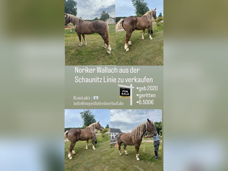 Nórico Caballo castrado 6 años 180 cm Alazán-tostado in Feilsdorf