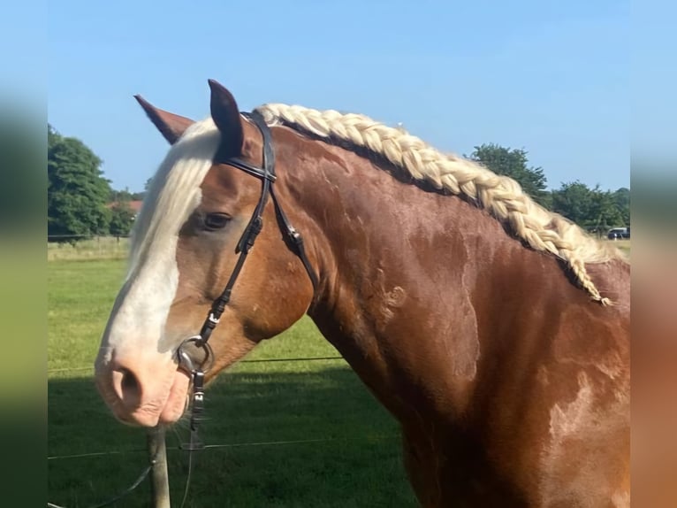 Nórico Caballo castrado 7 años 158 cm Alazán in Hopsten
