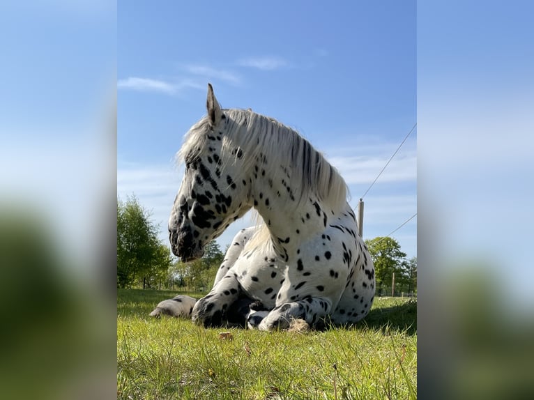 Nórico Caballo castrado 7 años 160 cm Atigrado/Moteado in Großefehn