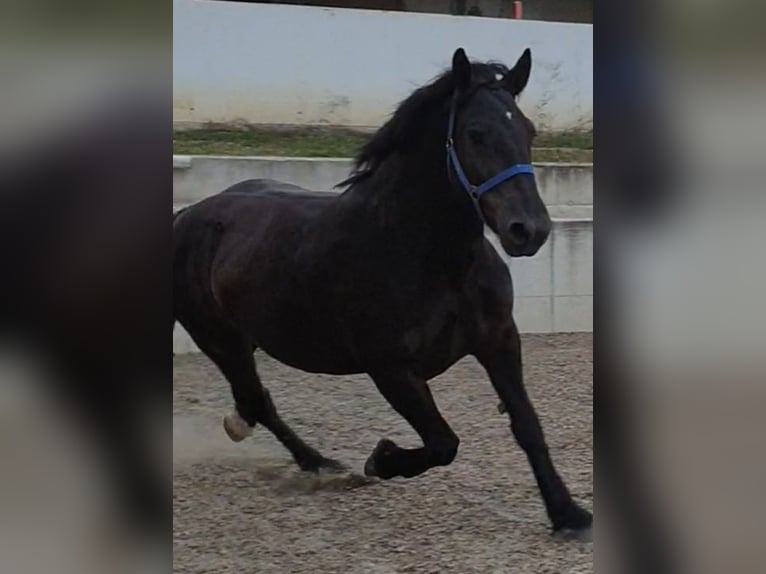 Nórico Caballo castrado 7 años 160 cm Negro in Fürstenzell