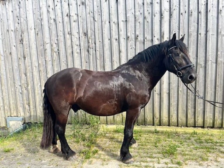 Nórico Caballo castrado 7 años 160 cm Negro in Fürstenzell