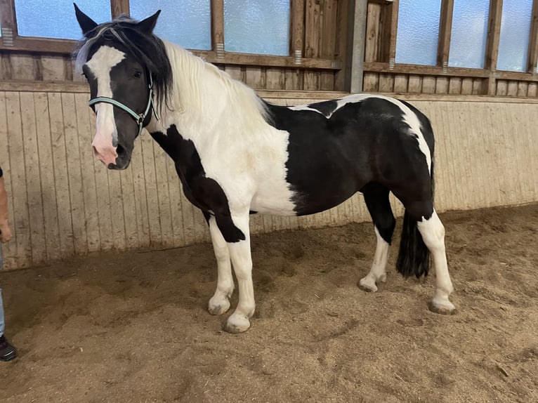 Nórico Caballo castrado 7 años 160 cm Pío in Kematen am Innbach