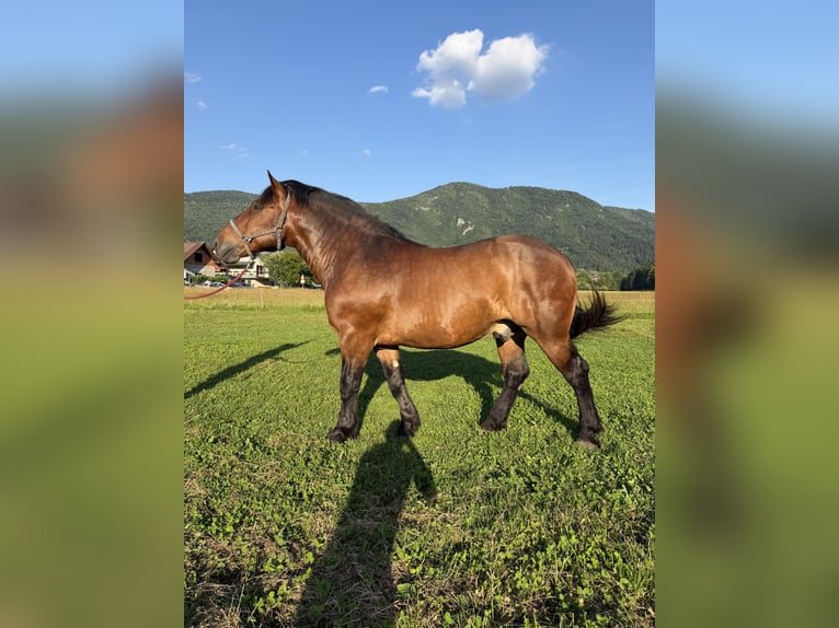 Nórico Caballo castrado 7 años 165 cm Castaño in Borovnica