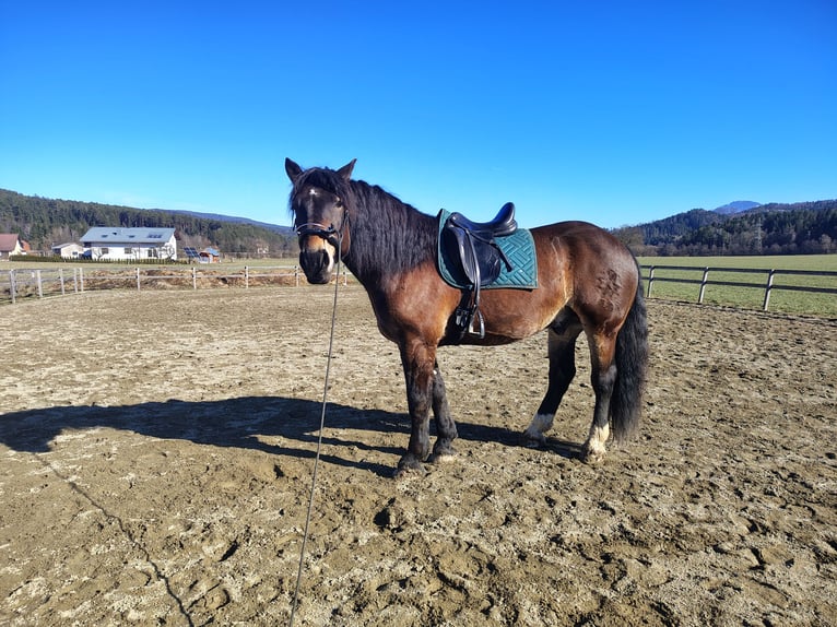 Nórico Caballo castrado 7 años 165 cm Castaño oscuro in Bleiburg