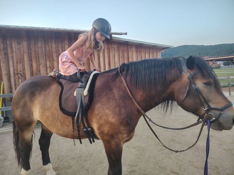 Nórico Caballo castrado 7 años 165 cm Castaño oscuro in Bleiburg