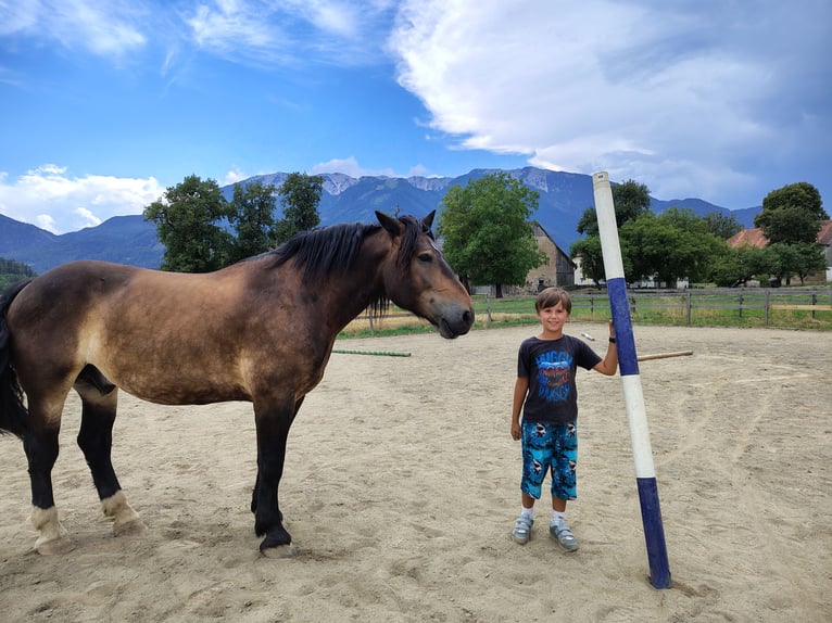 Nórico Caballo castrado 7 años 165 cm Castaño oscuro in Bleiburg