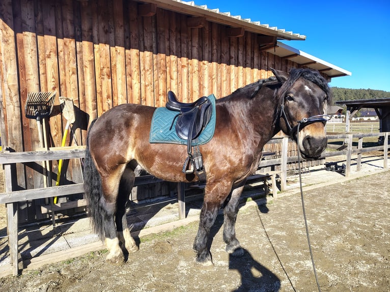 Nórico Caballo castrado 7 años 165 cm Castaño oscuro in Bleiburg
