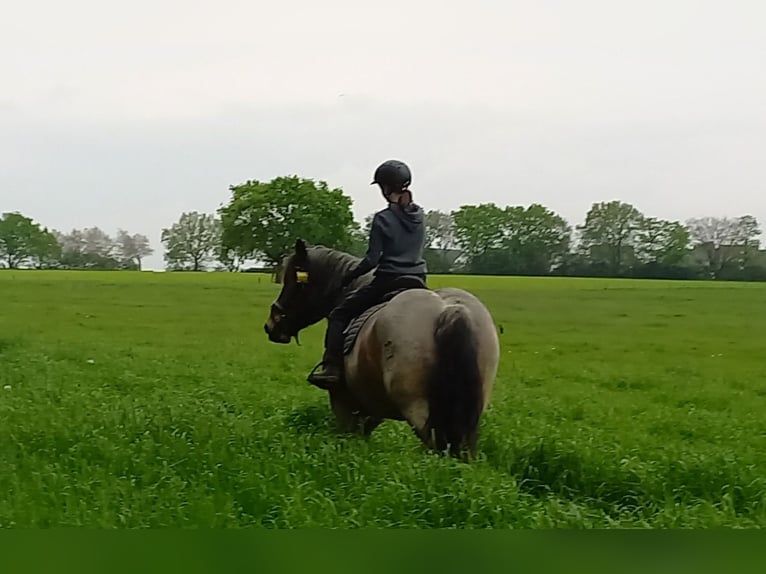 Nórico Caballo castrado 7 años 165 cm Musgo marrón in Stolberg (Rheinland)