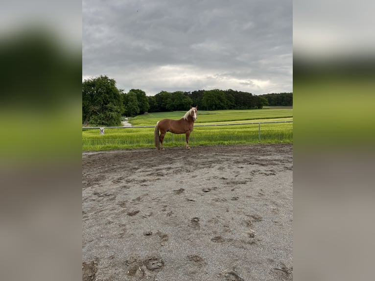 Nórico Caballo castrado 7 años 168 cm Alazán-tostado in Pöchlarn