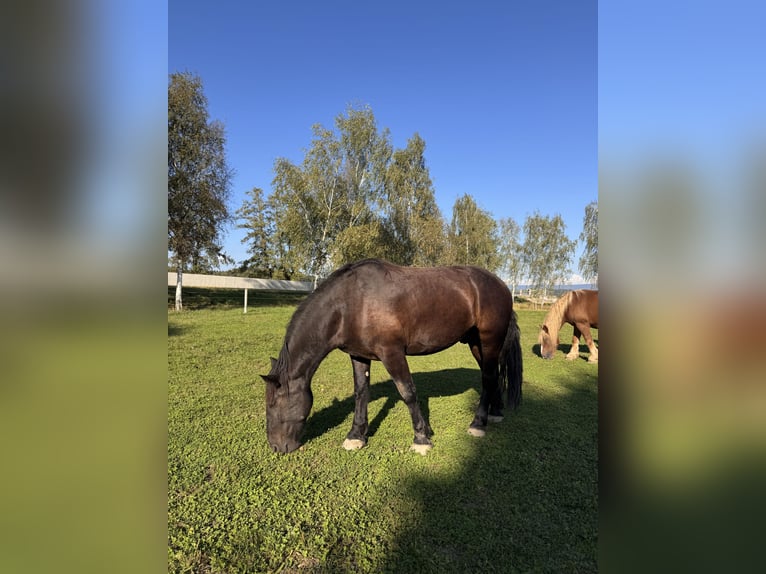 Nórico Caballo castrado 7 años 168 cm Negro in Mariaposching