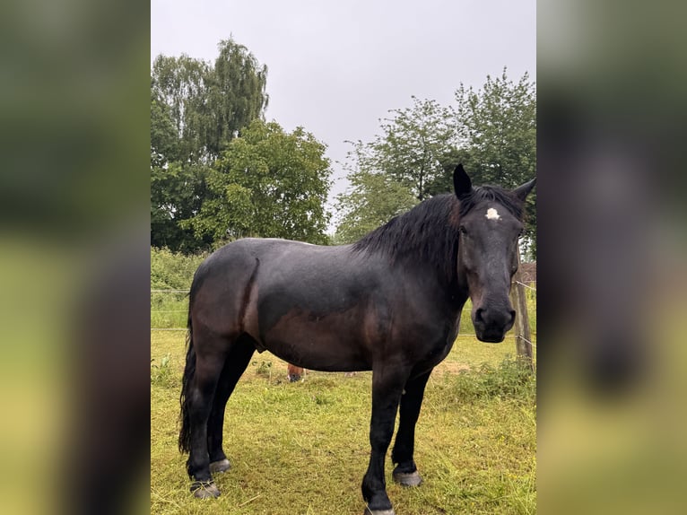 Nórico Caballo castrado 7 años 168 cm Negro in Mariaposching