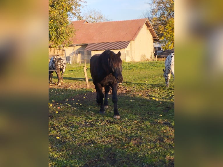 Nórico Caballo castrado 7 años 170 cm Negro in Gablern, Eberndorf in Kärnten