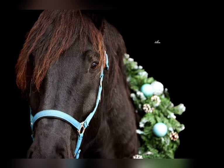 Nórico Caballo castrado 7 años 170 cm Negro in Gablern, Eberndorf in Kärnten