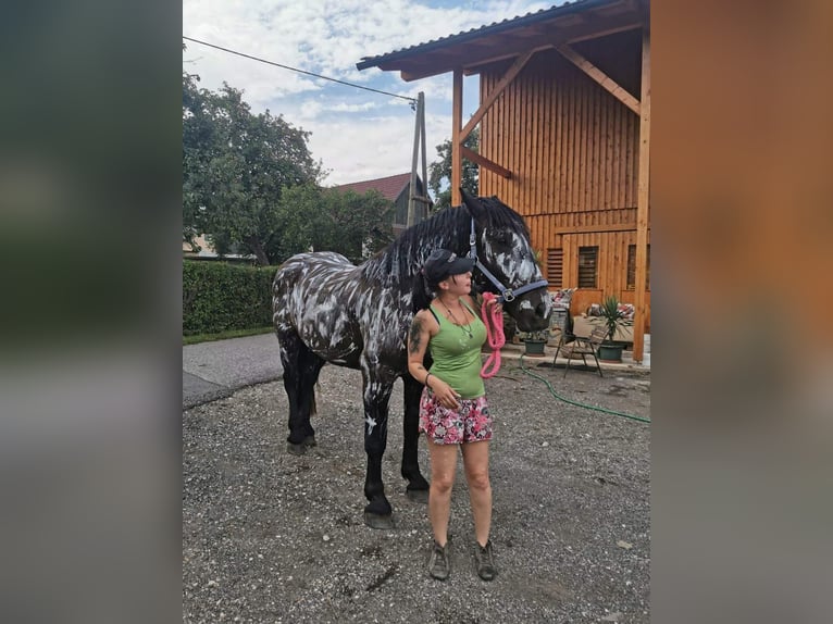 Nórico Caballo castrado 7 años 170 cm Negro in Gablern, Eberndorf in Kärnten