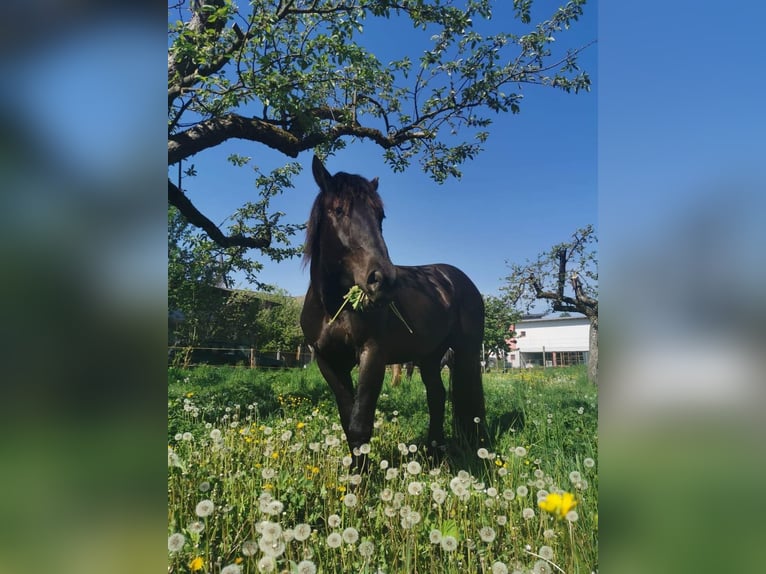 Nórico Caballo castrado 7 años 170 cm Negro in Gablern, Eberndorf in Kärnten