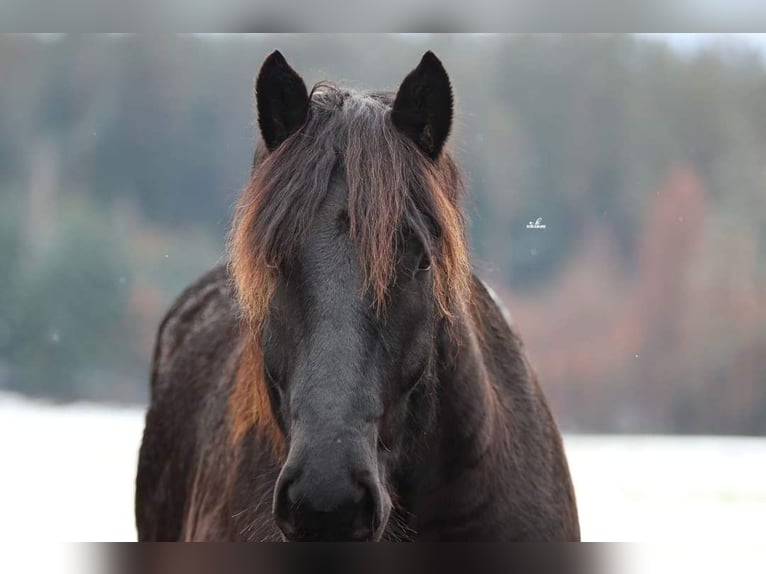 Nórico Caballo castrado 7 años 170 cm Negro in Gablern, Eberndorf in Kärnten