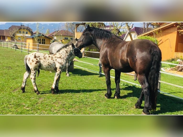 Nórico Caballo castrado 7 años 170 cm Negro in Gablern, Eberndorf in Kärnten