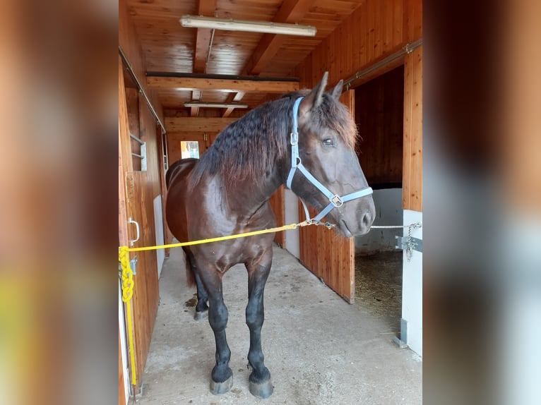 Nórico Caballo castrado 7 años 170 cm Negro in Gablern, Eberndorf in Kärnten