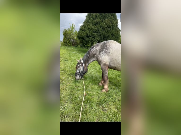 Nórico Caballo castrado 7 años 170 cm Tordo in Frankfurt am Main