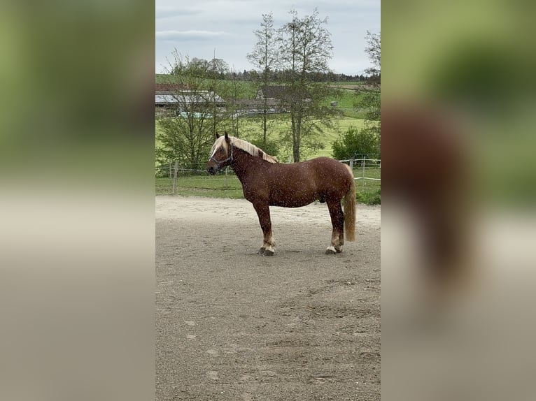 Nórico Caballo castrado 7 años 172 cm Alazán in Eberhardzell