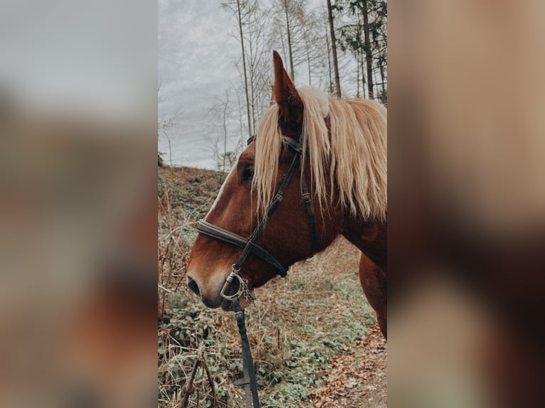 Nórico Caballo castrado 7 años 172 cm Alazán in Eberhardzell