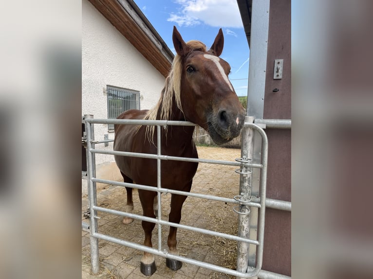 Nórico Caballo castrado 7 años 172 cm Alazán in Eberhardzell