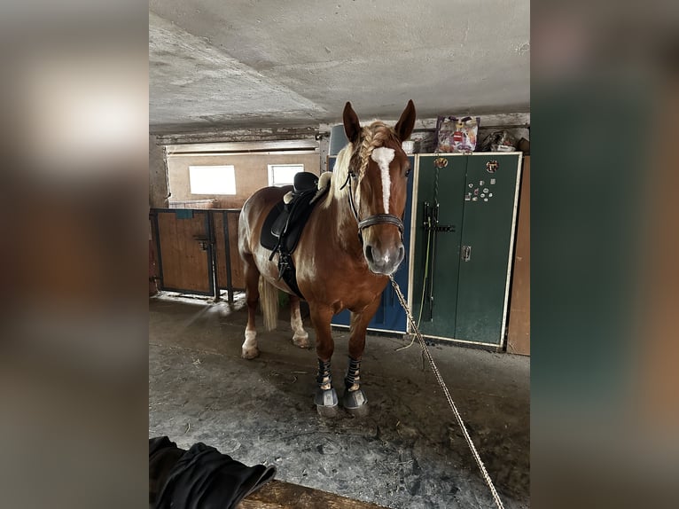 Nórico Caballo castrado 7 años 172 cm Alazán in Eberhardzell