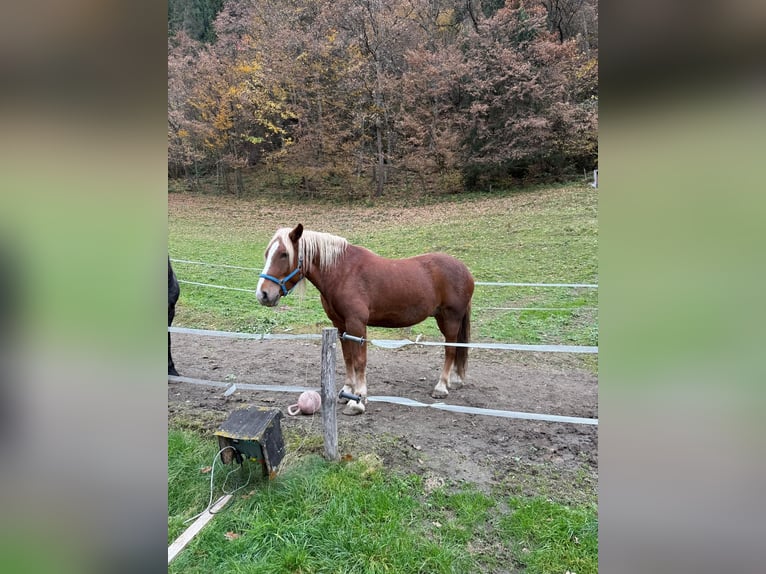 Nórico Caballo castrado 7 años 177 cm Alazán in Bodensdorf