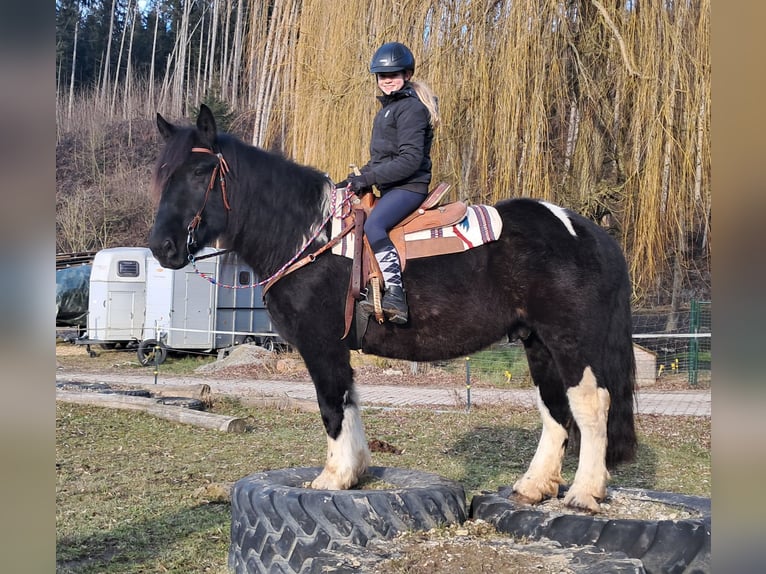 Nórico Caballo castrado 8 años 157 cm Pío in Bayerbach