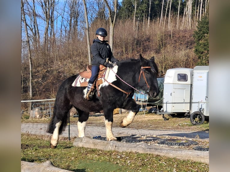 Nórico Caballo castrado 8 años 157 cm Pío in Bayerbach