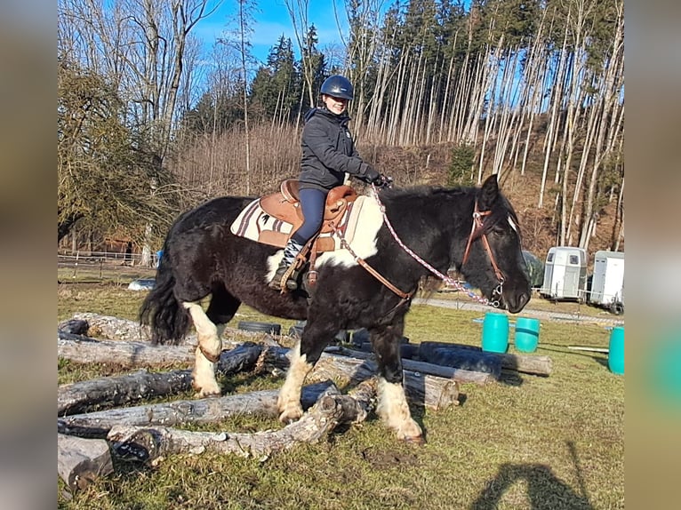 Nórico Caballo castrado 8 años 157 cm Pío in Bayerbach