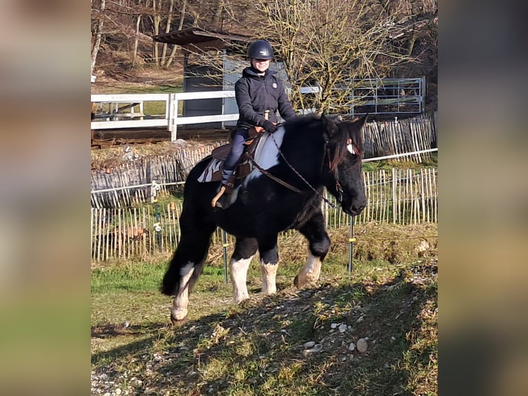 Nórico Caballo castrado 8 años 157 cm Pío in Bayerbach