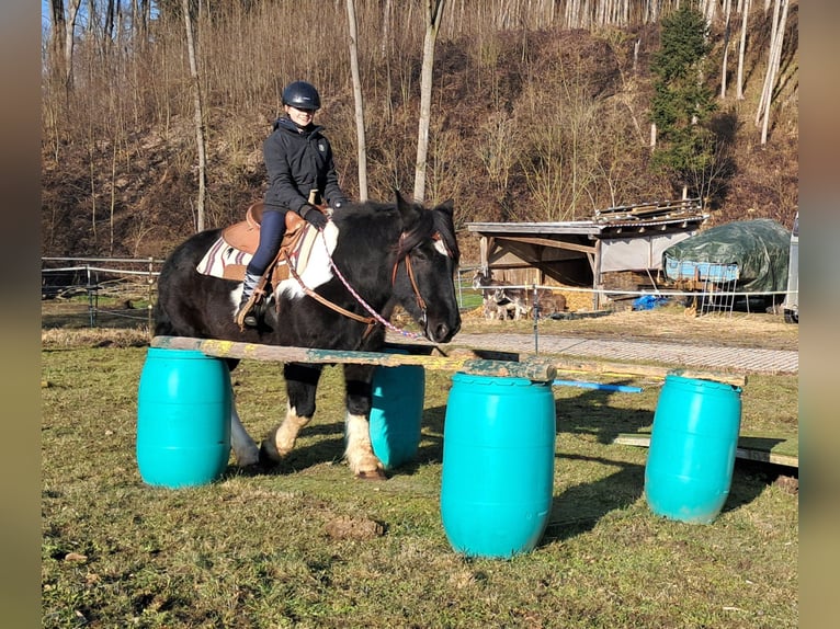 Nórico Caballo castrado 8 años 157 cm Pío in Bayerbach